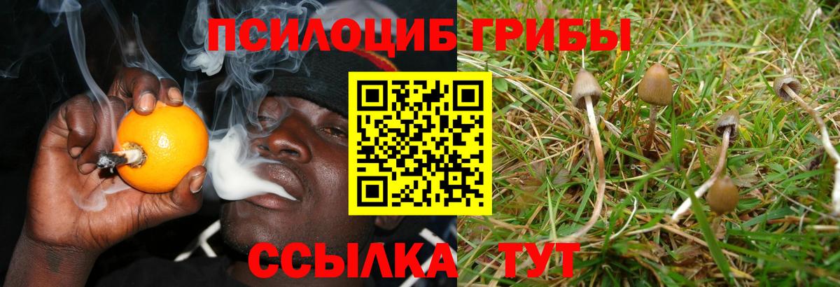 Сердобск  Галлюциногенные грибы Psilocybine cubensis  Вход с VPN 